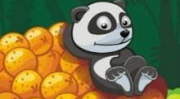 蠢沫沫小熊猫橘右小栈,探寻萌宠乐园的欢乐时光